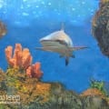 Malta National Aquarium - Maltapass top attractions Guide - malta discount card