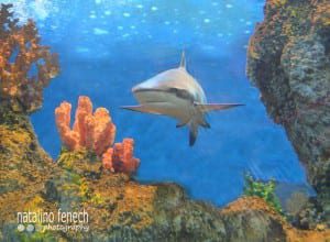 Malta National Aquarium - Maltapass top attractions Guide - malta discount card